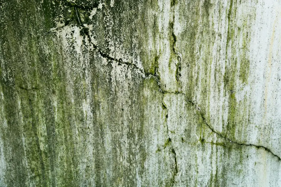 Our Story: Dedicated to a Mold-Free Dallas
